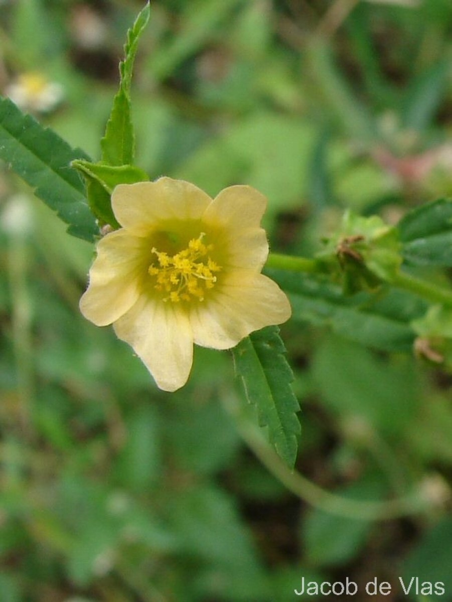 Sida acuta Burm.f.